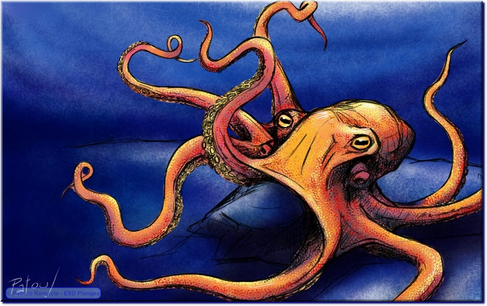 2013-03-24_pieuvre_geante.png